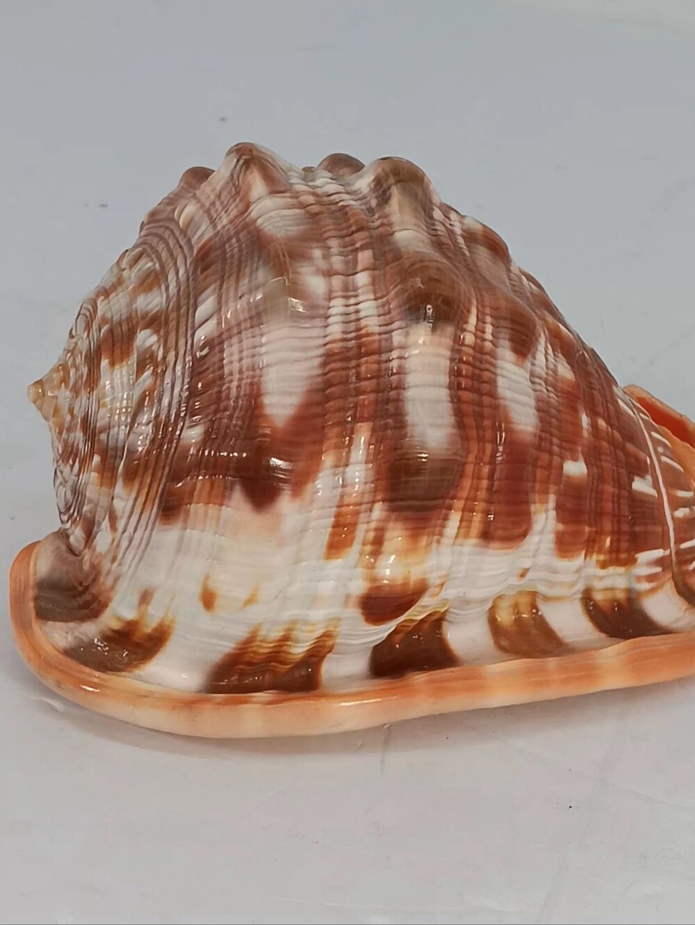Natural Brown & White Decorative Seashell Accent 5" Long